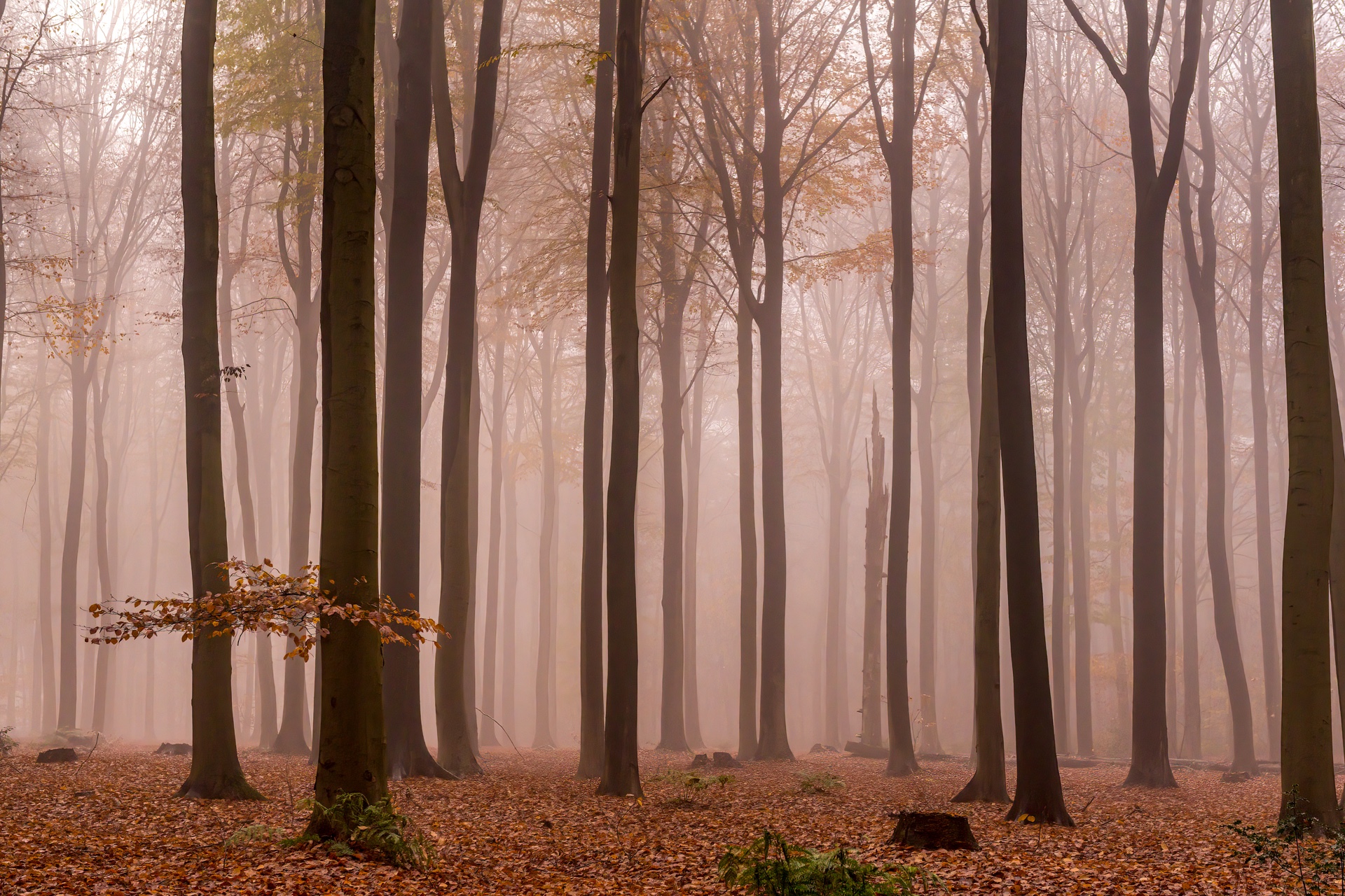 Beste beeld van het jaar